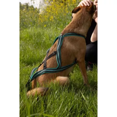 Harnais de traction pour chien - OLYMPIA - XXS - Type X-back - Bleu