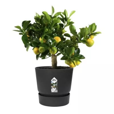 ELHO Pot de fleurs rond Greenville 30 - Extérieur - Ø 29,5 x H 27,8