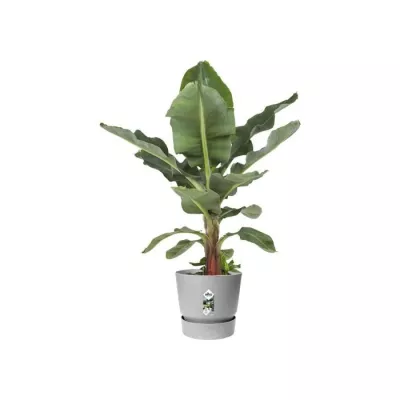 ELHO Greenville Pot de fleurs rondØ 47 x H 44 cm - extérieur - 100 4