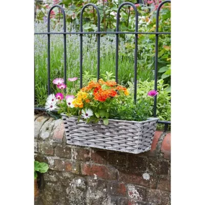 Elevate Your Garden with Grey Bari False Rotin - 48 cm