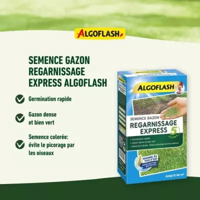 ALGOFLASH - Gazon regarnissant express 5 jours 1kg