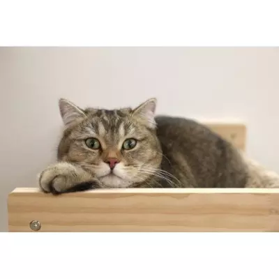 Hamac mural pour chats - KERBL - TIMBER - 38 x 33,5 x 16 cm - Bois mas