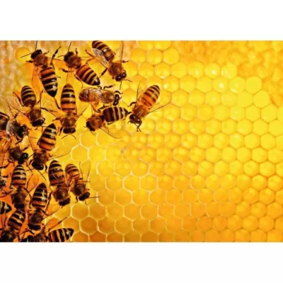 1000 piece puzzle - The hive with bees (Challenge Puzzle) - Adults and