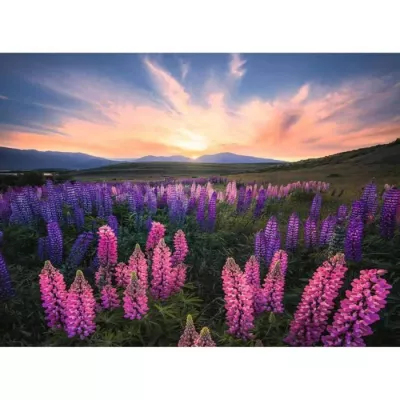 Puzzle 500 pieces Les lupins (Nature edition) - Ravensburger - Paysage