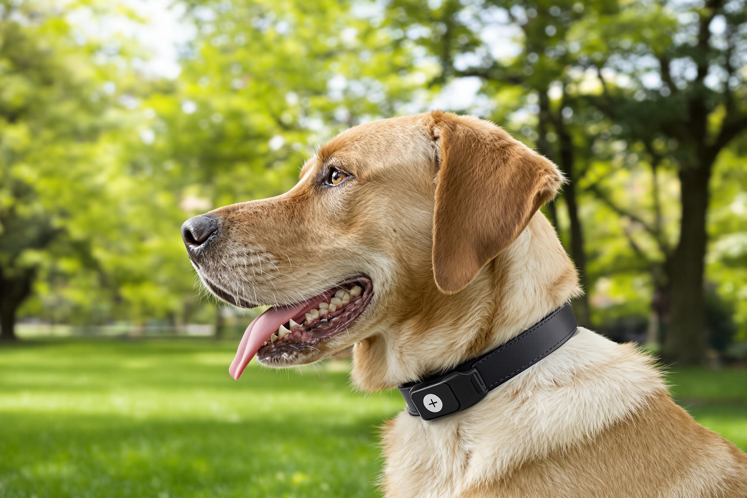 Labrador with smart collar